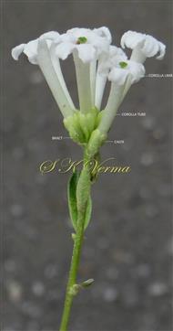  Inflorescence